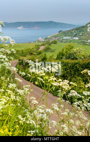 Einer der vielen engen, gewundenen Küstenstraßen in Devon, England. Stockfoto