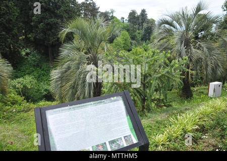 Batumi Botanischer Garten ist ein 108 Hektar großes Gebiet, 9 km nördlich der Stadt Batumi, der Hauptstadt der Autonomen Republik Adscharien, Georgia. Stockfoto