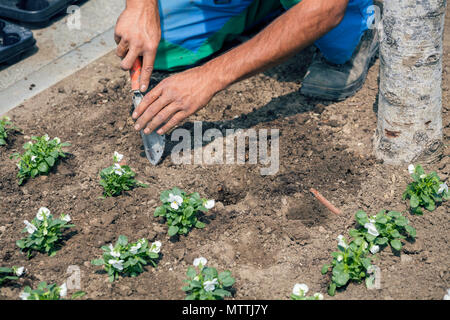 Gärtner die Hände mit Gartengeräte graben Sie eine Pflanzung Löcher für Blumen im City Park. Gärtner einpflanzen. Stockfoto