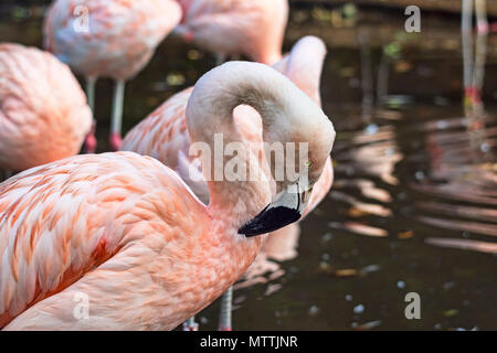 Rosa Flamingo im Zoo von Edinburgh, Edinburgh, Schottland, Großbritannien schließen. Stockfoto