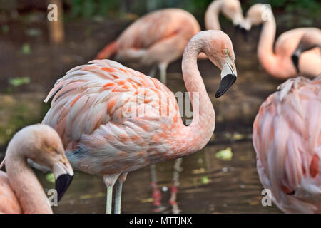 Rosa Flamingo im Zoo von Edinburgh, Edinburgh, Schottland, Großbritannien schließen. Stockfoto