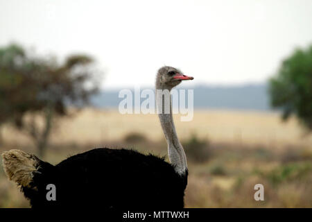 Ein männlicher Strauß oder gemeinsamen Strauß (Struthio camelus) auf einem Bauernhof in der Boland Region der Provinz Western Cape, Südafrika. Stockfoto