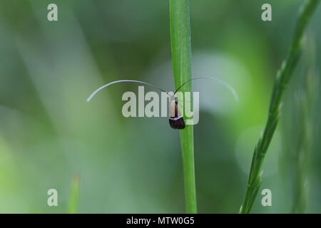 Longhorn moth Stockfoto