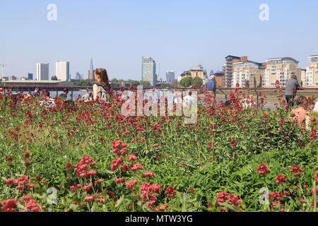 Wilde Blumen säumen den Leinpfad entlang der Themse in Greenwich, London, England, Großbritannien Stockfoto