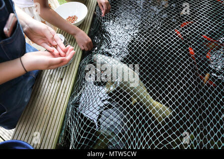 Ein Fischteich mit coi Karpfen und Goldfische in einem inländischen Garten in Surrey, England, Großbritannien Stockfoto