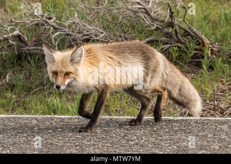 Red Fox am Straßenrand im Yellowstone National Park Stockfoto