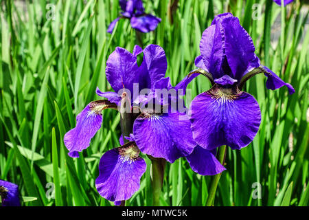 Sibirische Iris Iris pumila 'Pansy Purple' Stockfoto