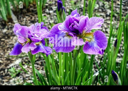 Sibirische Iris, Iris sibirica „Spaß haben“ Stockfoto