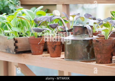 Topfpflanzen und eine alte Gießkanne in einem Gewächshaus im Frühjahr. Großbritannien Stockfoto