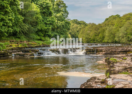 Der Fluß Ure, stromaufwärts vom Unteren fällt, Aysgarth, Wensleydale, Yorkshire Dales National Park, UK in der Frühlingssonne Stockfoto