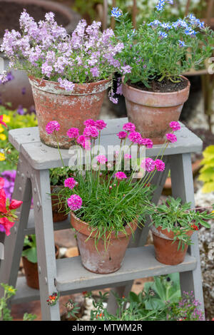 Topfpflanzen auf hölzernen Schritte bei einer Blumenschau im Frühling. Großbritannien Stockfoto