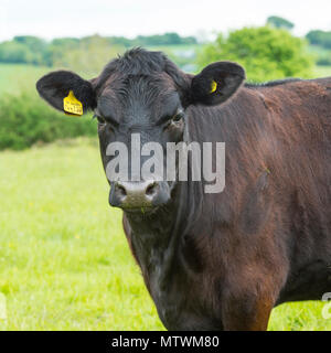 Kuh Kuh Stockfoto