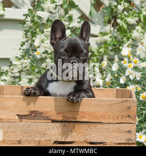Französische Bulldogge Welpen Stockfoto