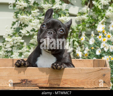 Französische Bulldogge Welpen Stockfoto