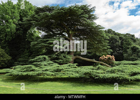 400 Jahre alte Zeder auf dem Gelände des Great Missenden Abbey, Buckinghamshire Stockfoto