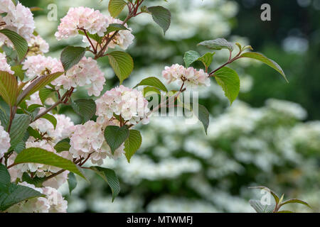 Viburnum plicatum f. Rosace plicatum''. Japanischer Schneeball 'Rosace' Strauch in Blüte. Großbritannien Stockfoto