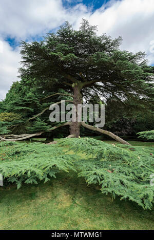 400 Jahre alte Zeder auf dem Gelände des Great Missenden Abbey, Buckinghamshire Stockfoto