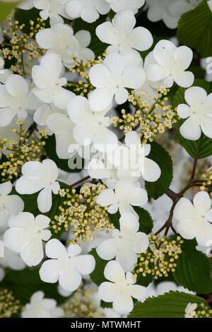 Viburnum plicatum f. tomentosum 'Elizabeth bullivant'. Japanischer Schneeball 'Elizabeth' bullivant Strauch in Blüte. Großbritannien Stockfoto