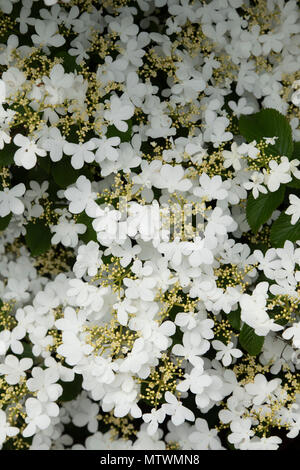 Viburnum plicatum f. tomentosum 'Nanum semperflorens'. Japanischer Schneeball 'Nanum semperflorens' Strauch in Blüte. Großbritannien Stockfoto