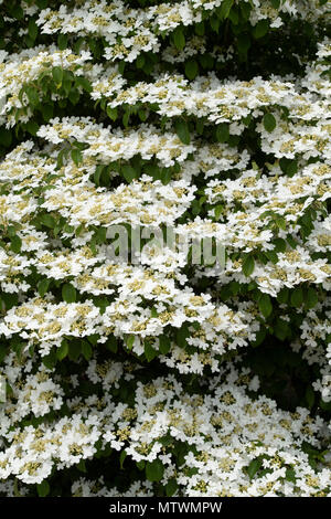 Viburnum plicatum f. tomentosum 'Nanum semperflorens'. Japanischer Schneeball 'Nanum semperflorens' Strauch in Blüte. Großbritannien Stockfoto