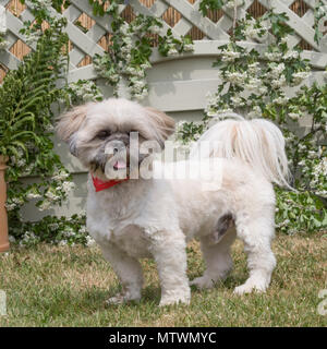 Shih tzu Stockfoto