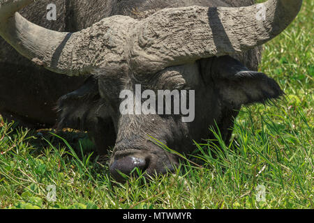 Eine afrikanische Büffel grasen Stockfoto