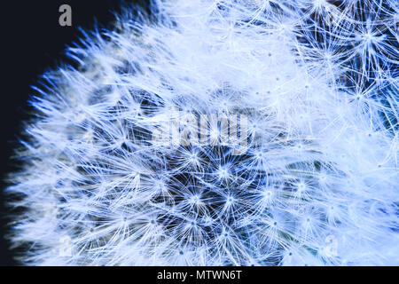 Schlag ball von Löwenzahn Pflanze mit Flusen und Samen auf blauem Hintergrund. In der Nähe von wunderschönen flauschigen Löwenzahn. Erstaunlich Fallschirme der Löwenzahn Samen. Stockfoto