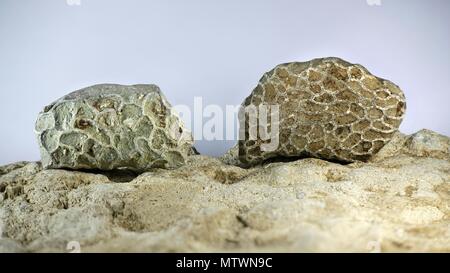Coral fossilen aus Saarenmaa Estland. Dies ist eine ausgestorbene Kette Korallen aus dem ordovizium. Stockfoto