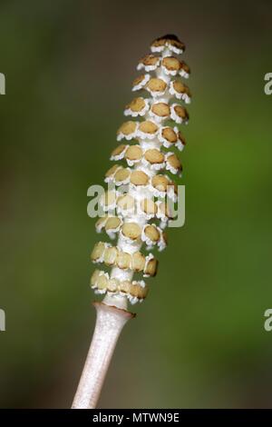 Gemeinsame Ackerschachtelhalm, Equisetum arvense, traditionelle Heilpflanzen Stockfoto