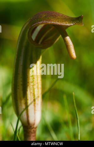 Nahaufnahme einer Blume der Mönchskutte (Arisarum vulgare) bei Es Cap de Barbaria (Formentera, Balearen, Spanien) Stockfoto