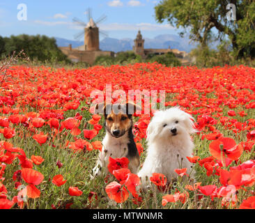 Jack Russell und Malteser Hund sitzen in einem blühenden Mohn Wiese Stockfoto