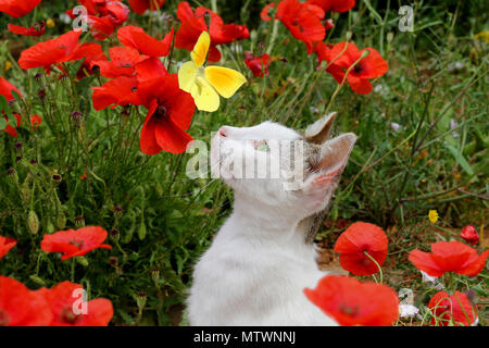 Hauskatze, Van, einen gelben Schmetterling Stockfoto