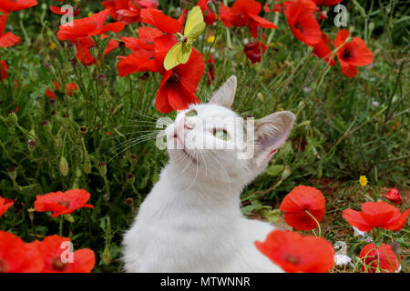 Hauskatze, Van, einen gelben Schmetterling Stockfoto