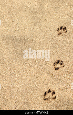 Drei hund Pfotenabdrücke im Sand. Hintergrund. Stockfoto