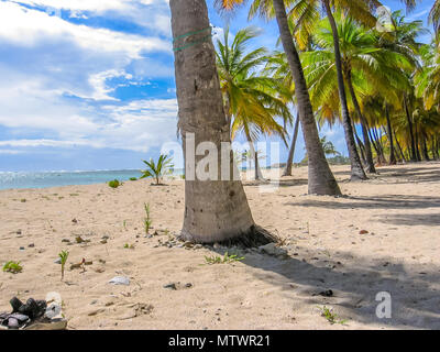 Tropische Kokosnuss Palmen in Anse Champagne Beach, Saint Francois, Guadeloupe, Antillen, Karibik. Stockfoto