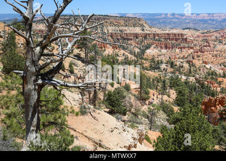 Unten in der Schlucht-Reiter im Bryce Canyon National Park, UT Stockfoto