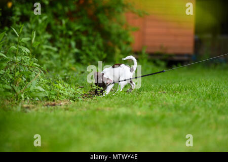 Ein junger englischer Springer Spaniel Welpen bitting an der Leitung, als sie die Ausbildung ist in einen Garten zu gehen. Stockfoto