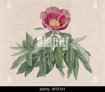 . Paeonia Mollis. 1820. Edwards 462 Paeonia mollis Bot. Vo 6. 474. 1820 Stockfoto