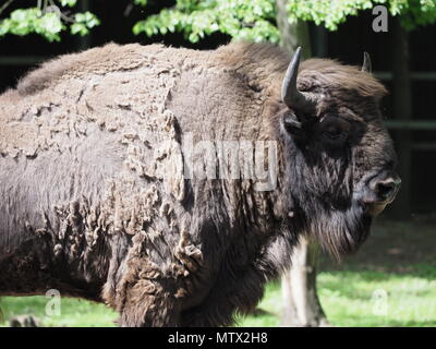 Fokus auf Ehrfürchtig Wisente aussieht und steht allein auf sandigen Boden im Gehäuse bei der Stadt Pszczyna in Polen Stockfoto