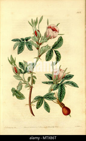 . Latina: Rosa Majalis. 12 Dezember 2012, 00:21:05. John Curtis (1791-1862) 528 Rosa cinnamomea Stockfoto