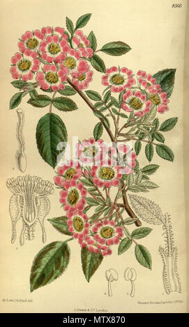 . Rosa corymbulosa, Rosaceae. 1914. M.S. Del., J. N. Fitch lith. 528 Rosa corymbulosa 140-8566 Stockfoto