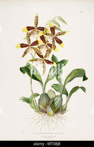 . Abbildung: Rossioglossum Grande (syn. Odontoglossum Grande). 1840. Augusta Innes Widerrist (Del.) - M. Gauci (Lith.) 529 Rossioglossum Grande (Odontoglossum Grande): Bateman Orch. Mex. Guat.pl. 24 (1840) Stockfoto