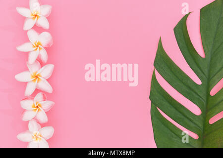 Monstera Liana, weinstock Top View noch leben Hintergrund mit Frangipani Blumen auf rosa Hintergrund tropischen wallpaper Flachbild Layout legen Stockfoto