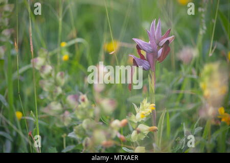 La orquidea Serapia Lingua. Tomada en Larrabetzu (Bizkaia). Stockfoto