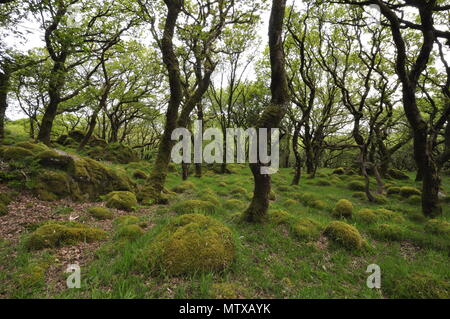 Alten Wald an Ty Canol National Nature Reserve in der Nähe von Fishguard, Pembrokeshire, Wales. . Stockfoto