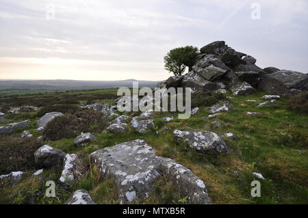 Coed Ty Canol National Nature Reserve, Preselli Pembrokeshire Wales Stockfoto