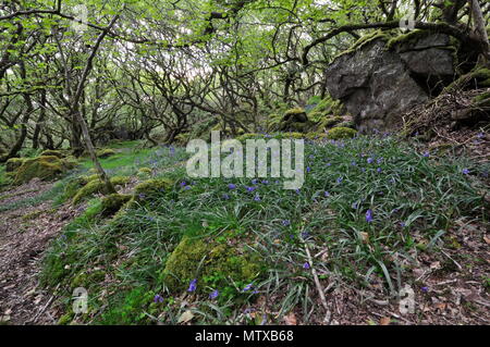 Alten Wald an Ty Canol National Nature Reserve in der Nähe von Fishguard, Pembrokeshire, Wales. . Stockfoto