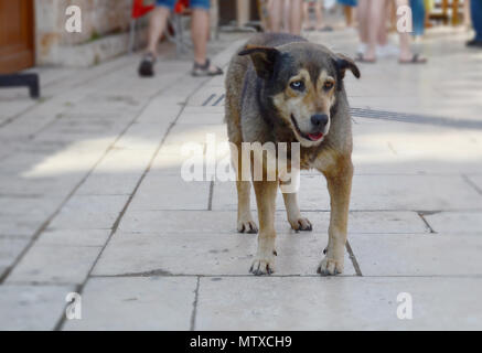 Obdachlosen Hund mit verschiedenfarbigen Augen auf einer Straße in Antalya, Türkei. Ein Auge ist blau, andere Auge braun ist Stockfoto