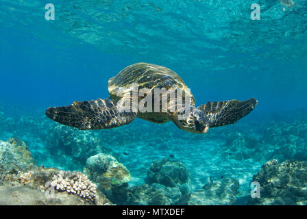 Grüne Meeresschildkröte schwimmt vor der Küste von Maui, Hawaii. Stockfoto