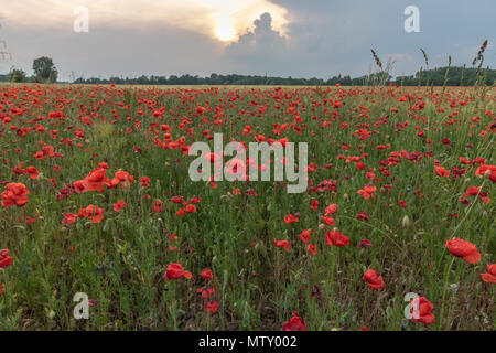 Bunte Klatschmohn blühend, mohnfeld in Sachsen, Deutschland, Europa, Sonnenuntergang in sanften Farben Stockfoto